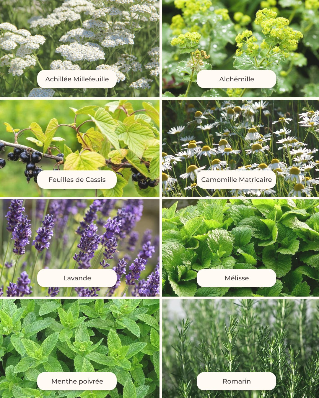 Cure 3 Mois Infusion Équilibre Menstruel